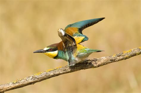 El abejaruco. Un arcoíris volador que llega a Campoamor
