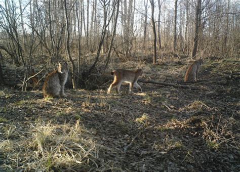 El accidente de Chernóbil ha creado un paraíso natural de animales ...