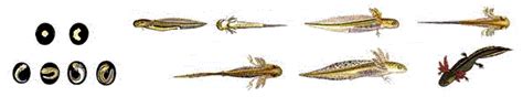El Acuarista>Anfibios y Reptiles>Axolotes:reproducción