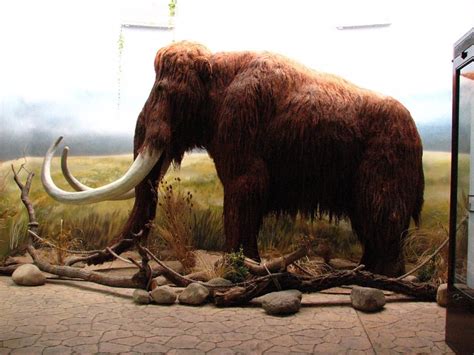 El ADN prueba que el mestizaje entre mamuts era común