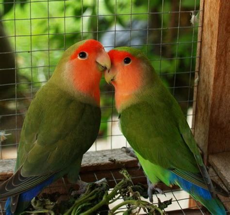El Agaporni  El pájaro del amor