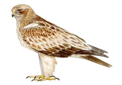 El águila calzada europea migra durante dos meses al año entre España y ...