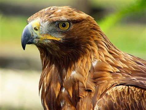 El águila imperial ibérica está en peligro de extinción ...
