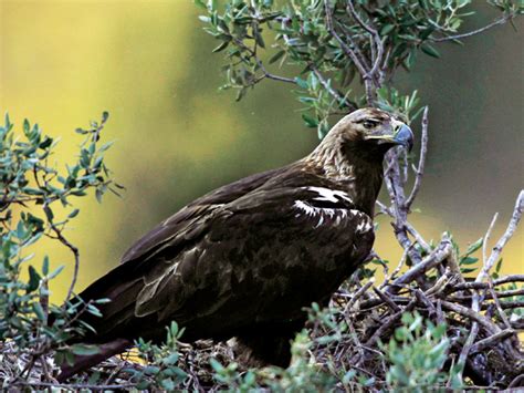 El águila imperial ibérica remonta el vuelo