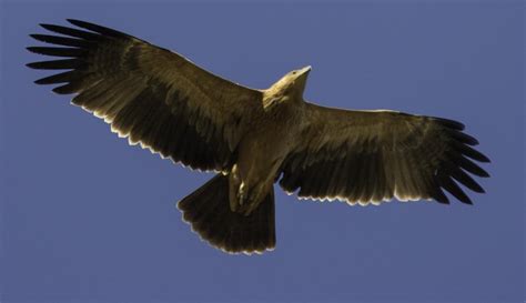 El águila imperial ibérica se recupera y su población ...