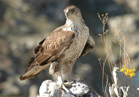 El águila perdicera podría desaparecer del norte de España