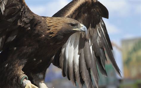 El águila real mexicana, símbolo de nuestra identidad ...