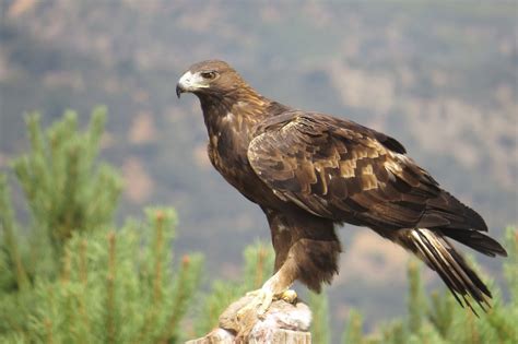 El águila real: símbolo celeste y ave de luz
