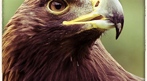 El águila… un ave rapaz en peligro de extinción | RED ANIMALIA