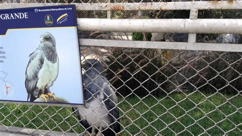 El Aguilucho ave del Parque de las Leyendas   YouTube