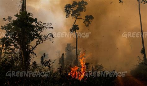 El Amazonas está en llamas por la deforestación   Kienyke