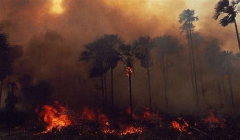 El Amazonas se consume en llamas y lo comparan con Notre Dame