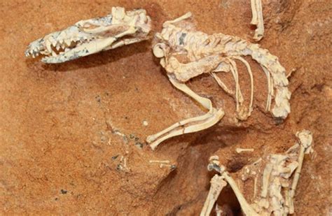 El antepasado más antiguo de los mamíferos | Ciencia ...