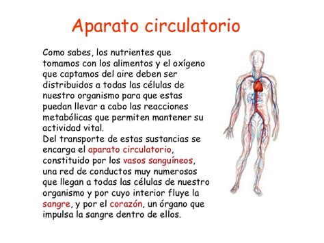 El aparato circulatorio