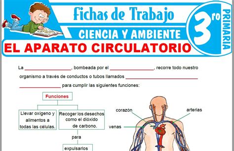 El Aparato Circulatorio para Tercero de Primaria – Fichas ...