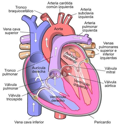 El aparato circulatorio: partes y funciones | Pequeocio.com