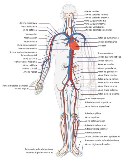 El aparato circulatorio: partes y funciones   Pequeocio