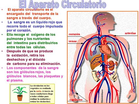 El Aparato Circulatorio   ppt video online descargar