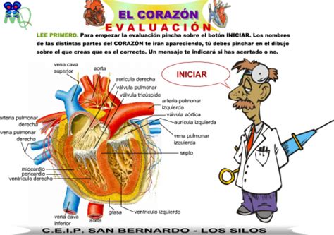 El aparato circulatorio | RECURSOS TIC 6º PRIMARIA