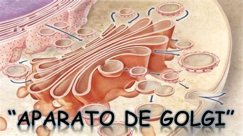 EL APARATO DE GOLGI : BIOLOGÍA | MediCiencia YouTube
