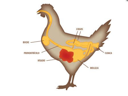El aparato digestivo la gallina con sus nombres   Imagui