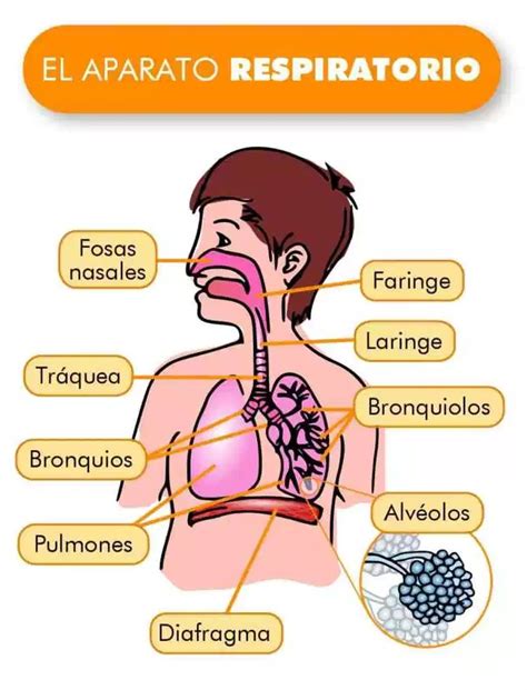 El aparato respiratorio : El carretillu