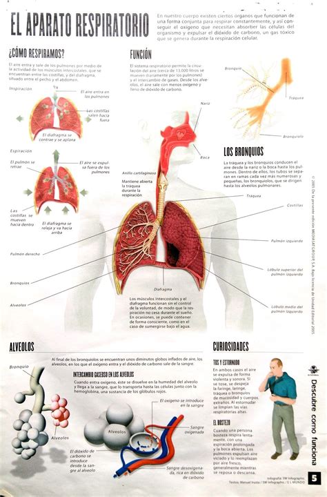 El aparato respiratorio Infografía en 2020 | Aparato respiratorio ...