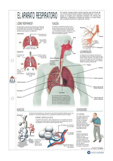 El aparato respiratorio o sistema respiratorio, es el conjunto de ...