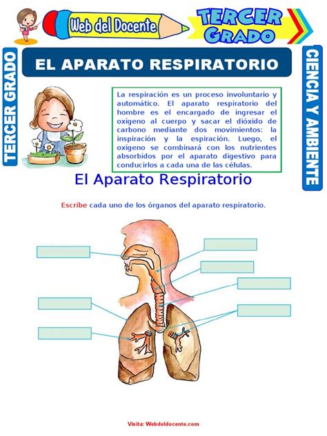 El Aparato Respiratorio para Tercer Grado de Primaria | PDF | Sistema ...