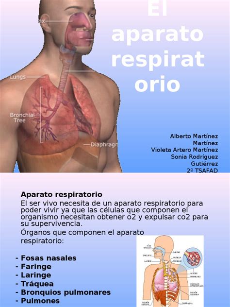 El aparato respiratorio | Pulmón | Sistema respiratorio