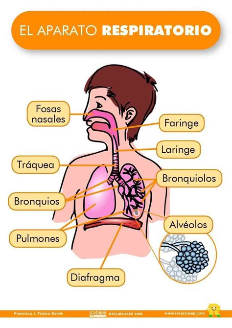 el aparato respiratorio recursosep 001 | Sistema respiratorio para ...