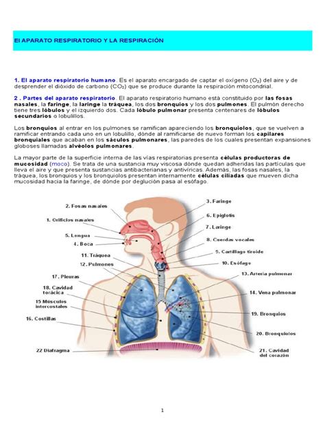 El Aparato Respiratorio y La Respiración Marco Teorico | PDF | Pulmón ...