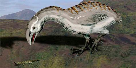 El aptornis, un ave gigante extinta en Nueva Zelanda, eran originarios ...