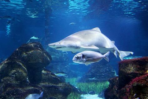 El Aquarium de Barcelona: tiburones, precios, horarios y ...