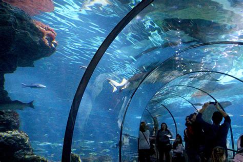 El Aquarium de Barcelona: tiburones, precios, horarios y ...