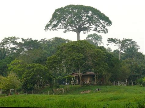 El Árbol de la Lupuna en la Selva Amazónica