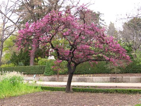 El árbol del amor  Jardín Botánico de Madrid  | Paseando ...