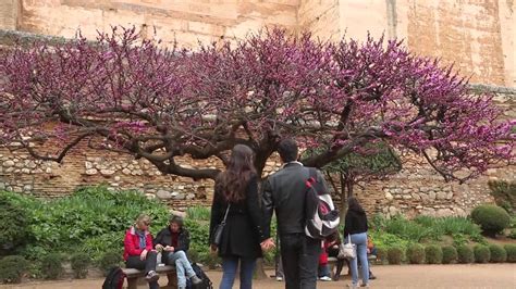 El Árbol del Amor, planta del mes de Abril en la Alhambra ...