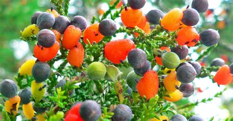 El árbol que da 40 tipos distintos de frutos – ANFRIX