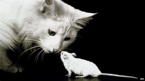 El arma secreta de los gatos para cazar ratones   BBC News Mundo