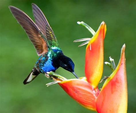 El arte de volar de los colibríes | RTVE.es