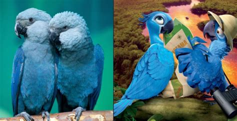 El ave azul de la película  Río  se ha extinguido en la naturaleza Animales