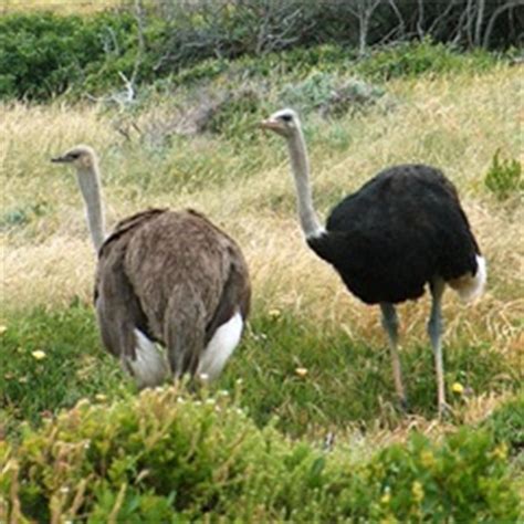 El ave más grande del mundo, el avestruz | La guía de Biología