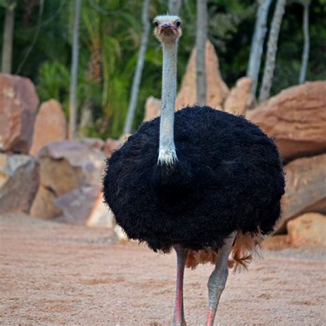 El avestruz características donde vive y tipos   Docuciencia