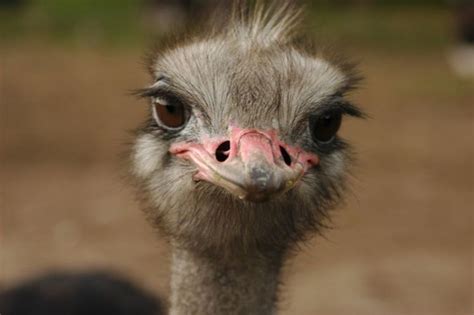 El avestruz | Características, hábitat, comportamiento ...