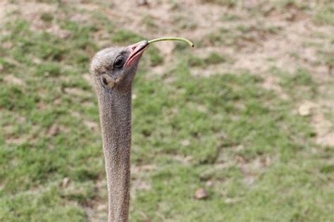 El avestruz come vegetales en el jardín. | Foto Premium