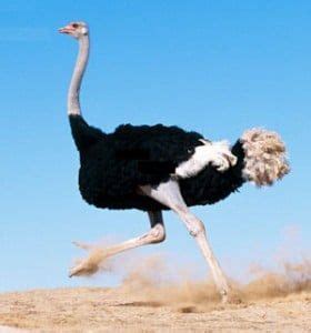 el avestruz donde vive y como es su alimentacion diaria