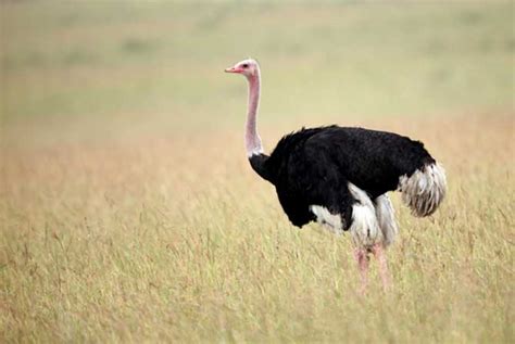 el avestruz donde vive y como es su alimentacion diaria