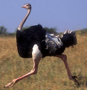 El avestruz