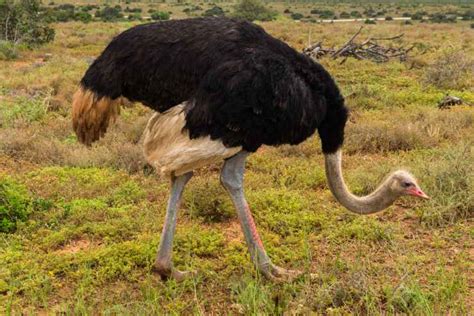 El avestruz: que come, donde vive, características y ...
